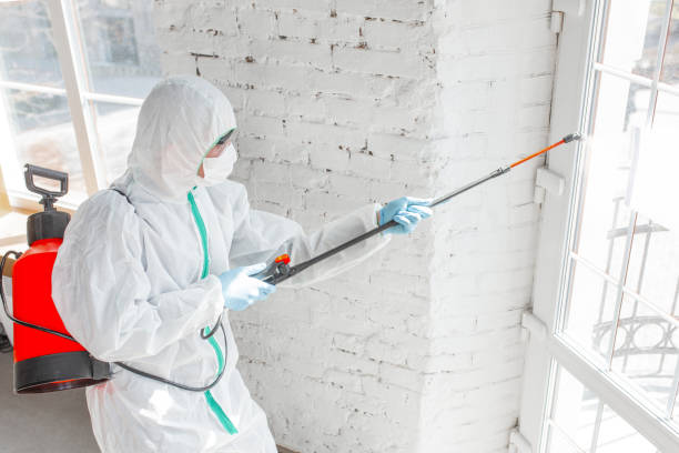 Trusted Longmont, CO Mold Removal Experts